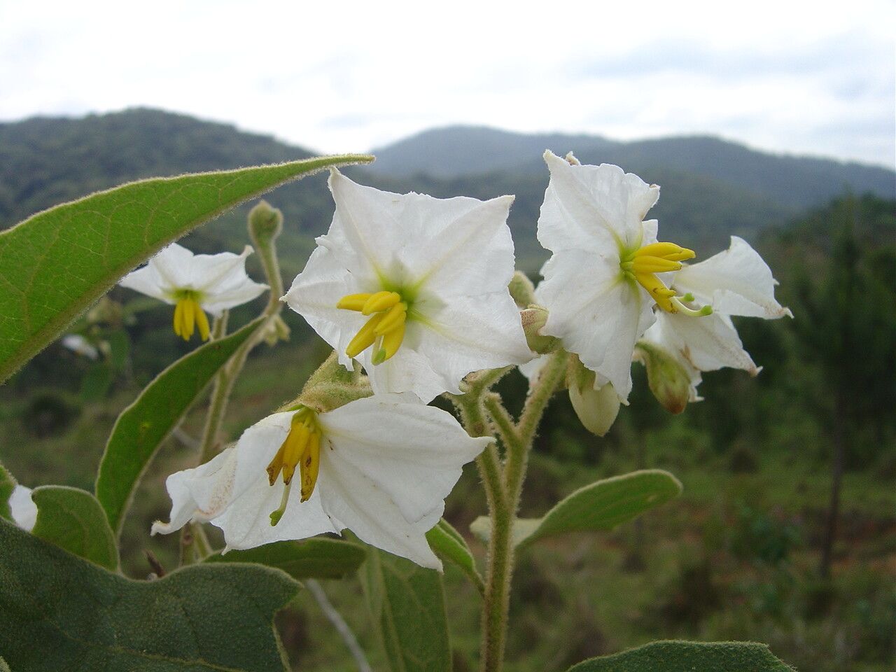 Solanum variabile flower