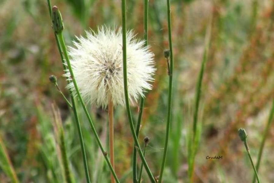 Leontodon incanus flower