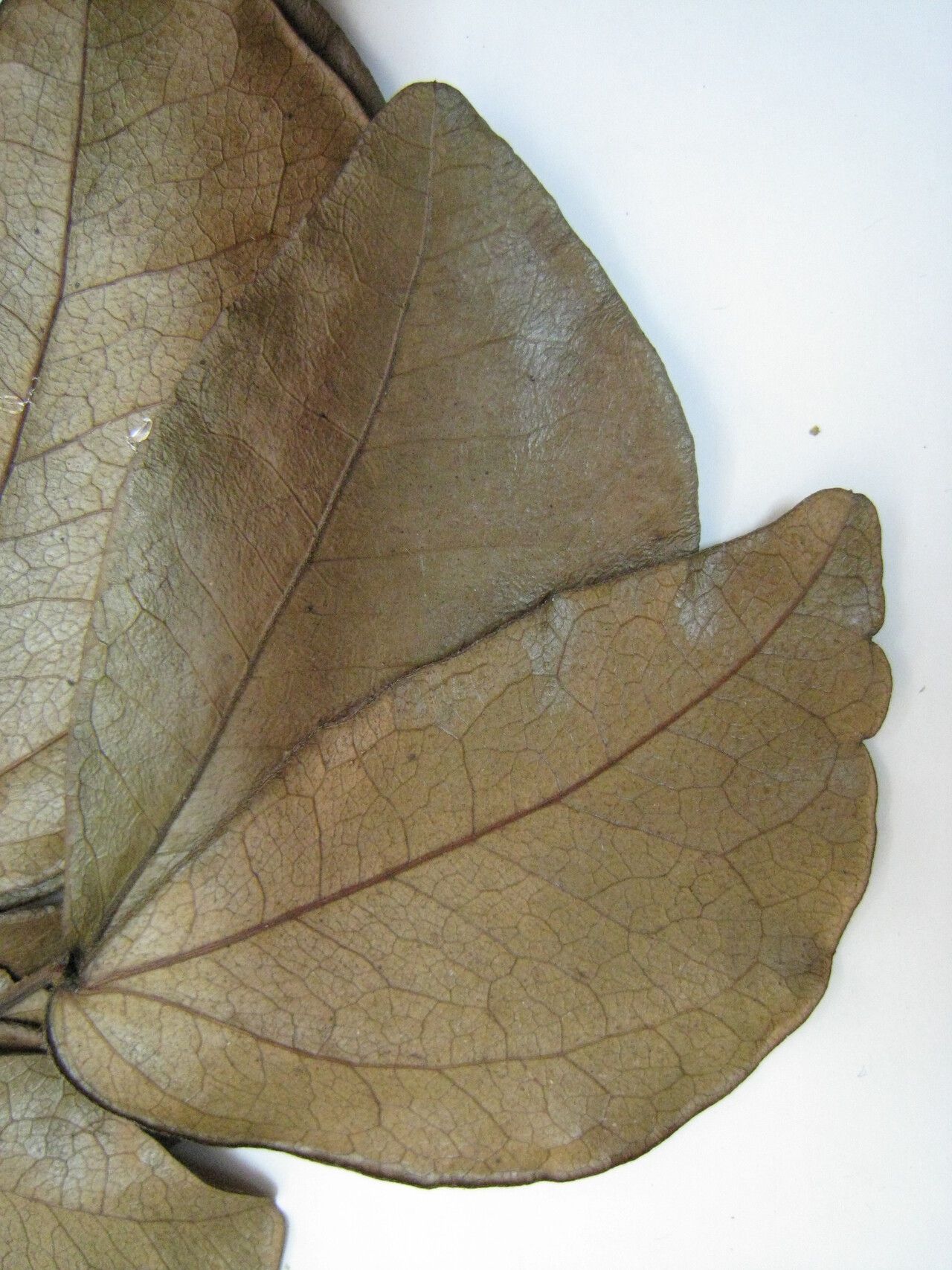 Calliandra hymenaeodes — houseplant care guide