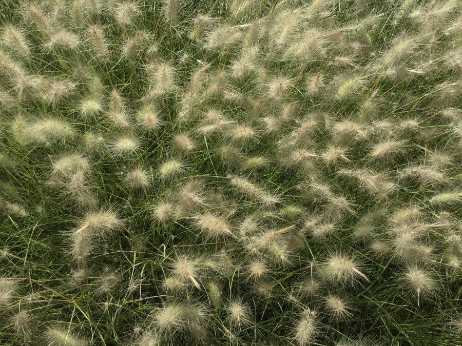 Pennisetum villosum leaf