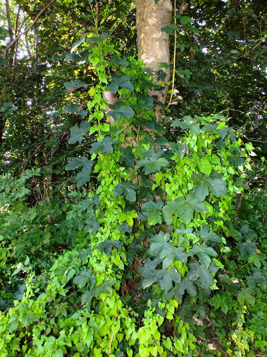 Cissus repens habit