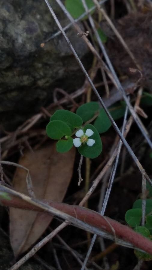 Euphorbia pancheri flower