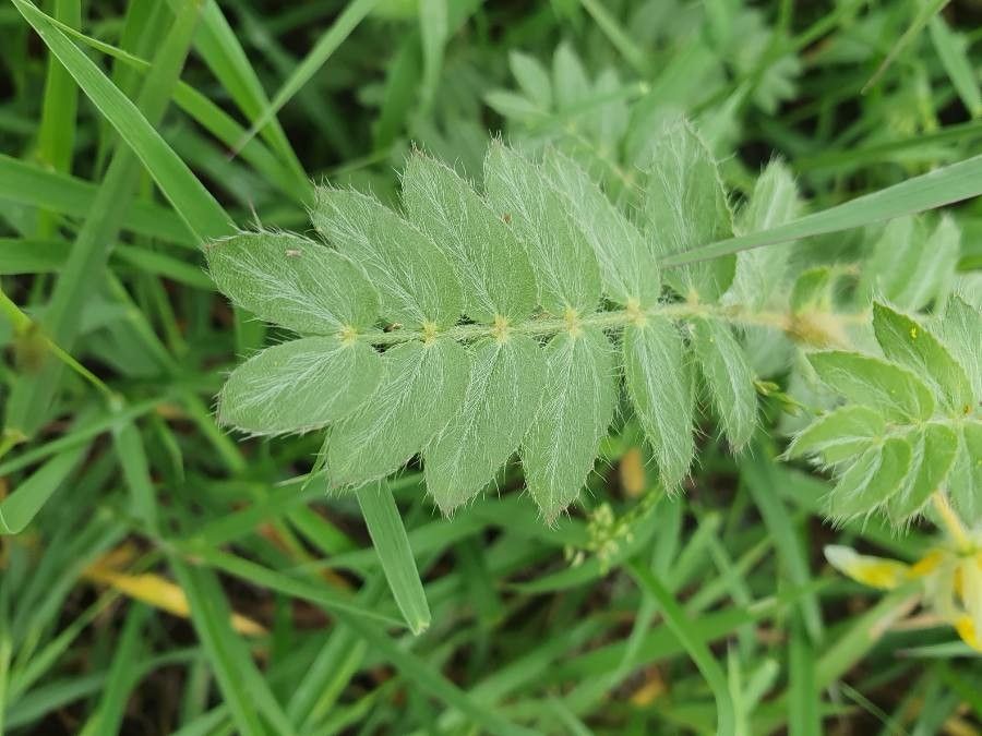 Tribulus zeyheri — houseplant care guide