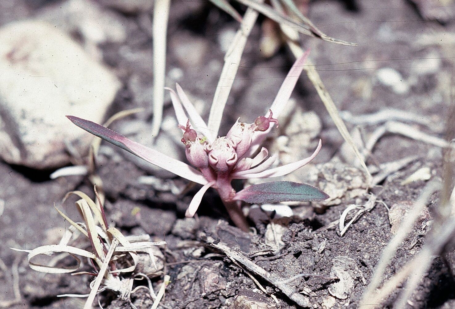 Euphorbia radians — houseplant care guide