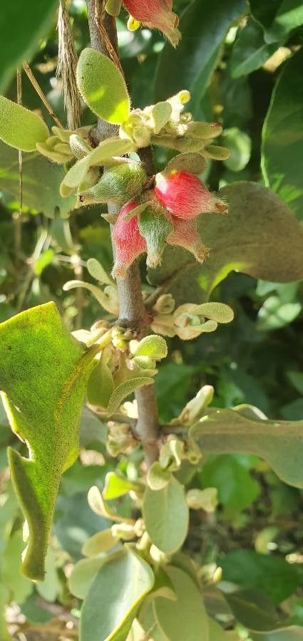 Erianthemum dregei fruit