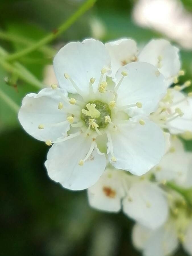 Sorbus aria flower
