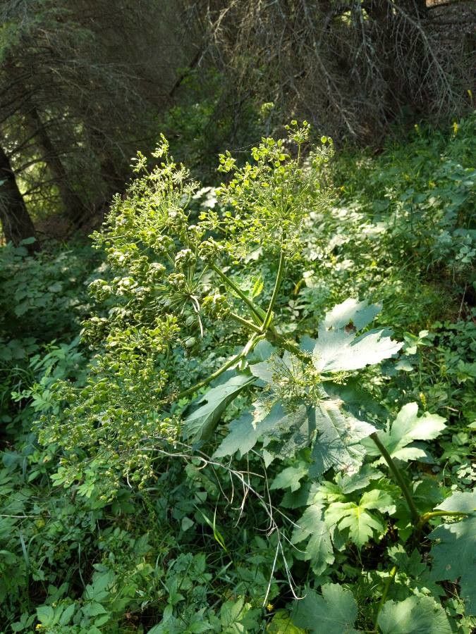 Heracleum maximum fruit