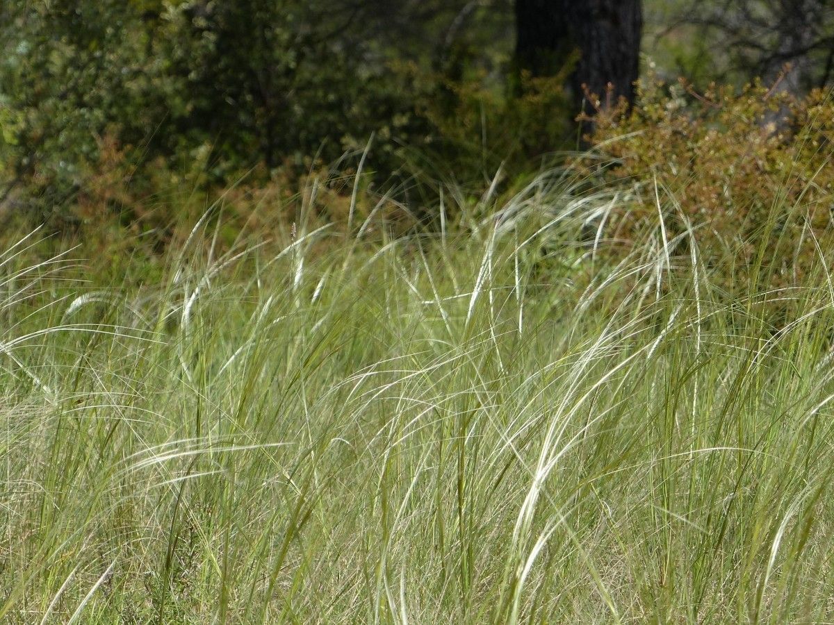 Stipa gallica habit
