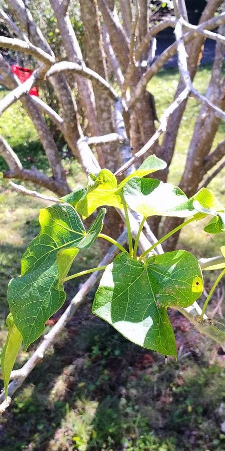 Jatropha curcas leaf