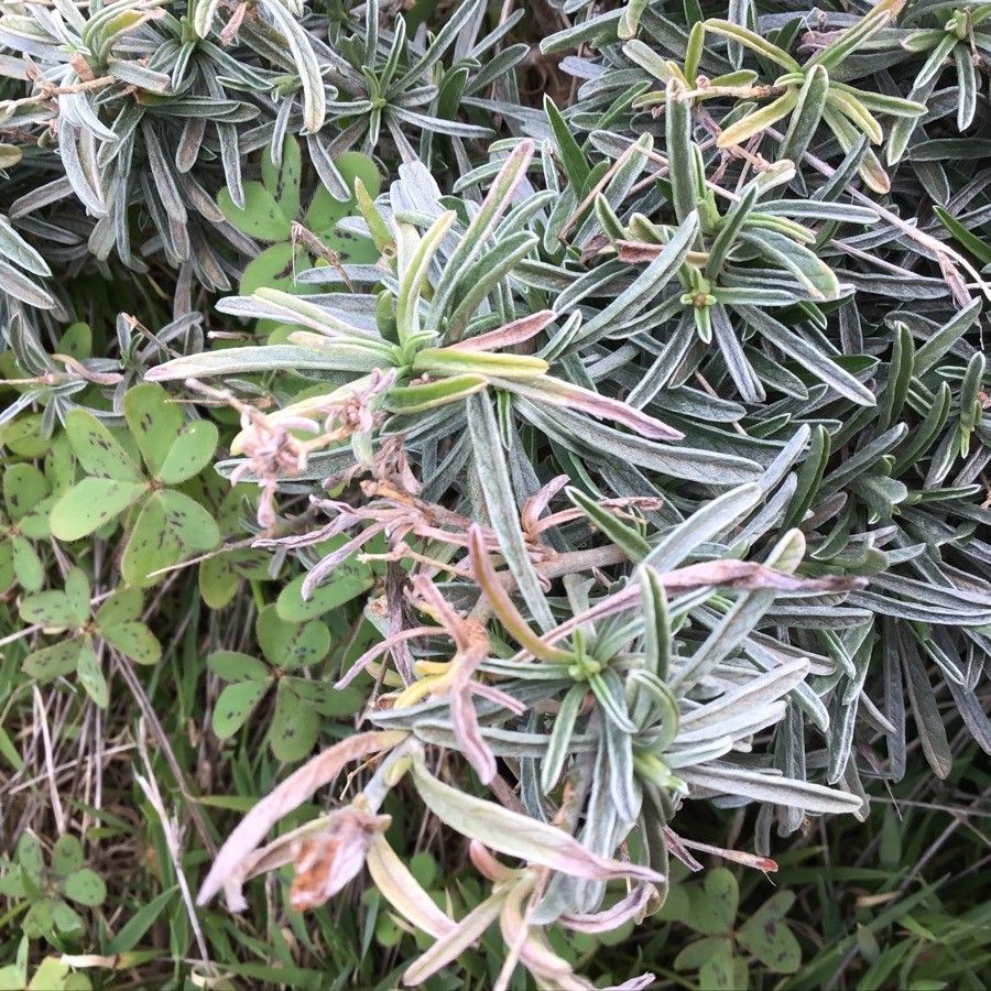 Convolvulus oleifolius — search result for 'Convolvulaceae'