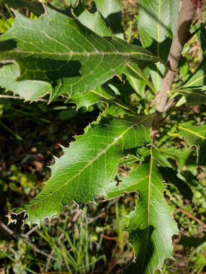 Telopea speciosissima — houseplant care guide