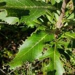 Telopea speciosissima