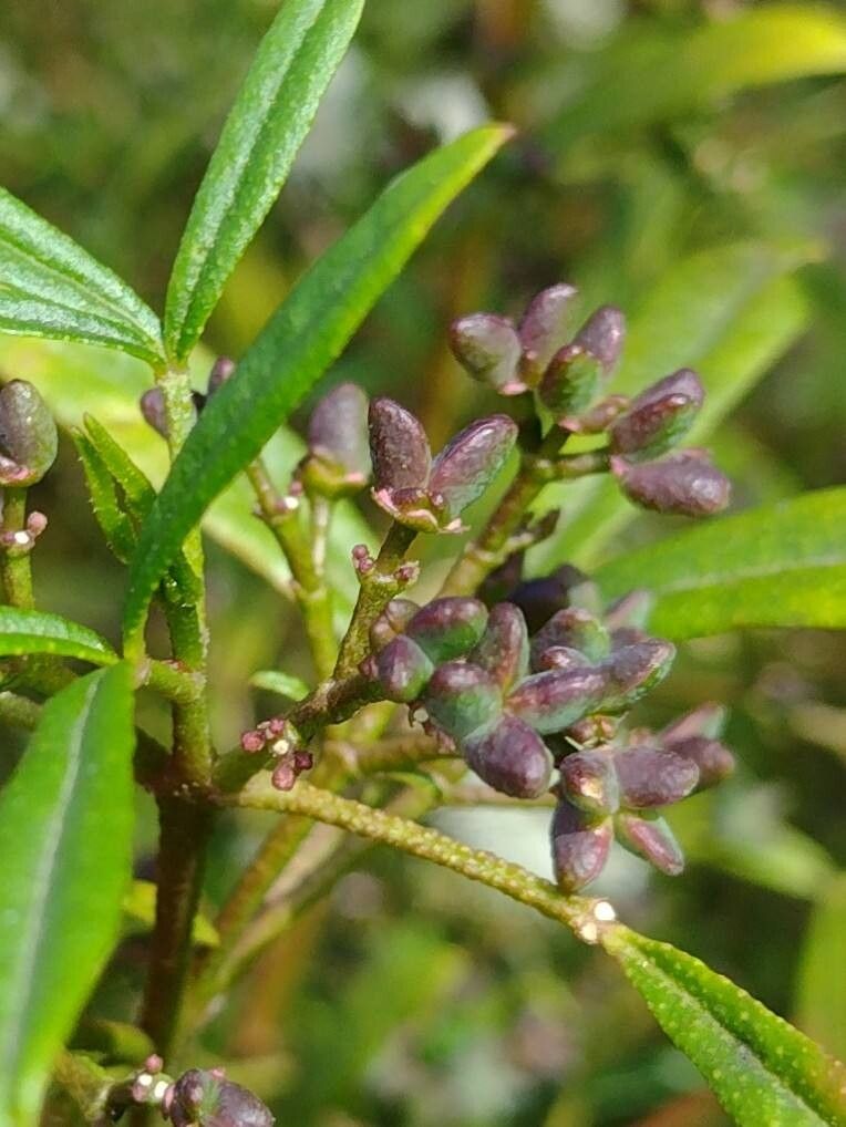 Zieria smithii fruit