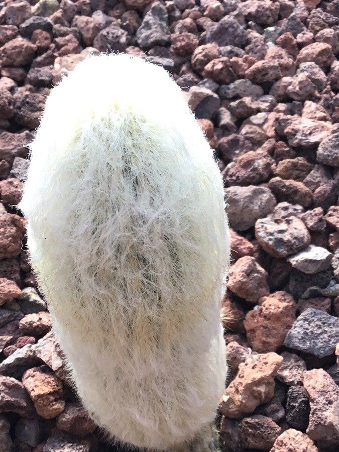 Espostoa melanostele — houseplant care guide