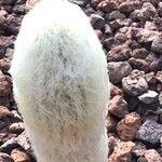 Espostoa melanostele