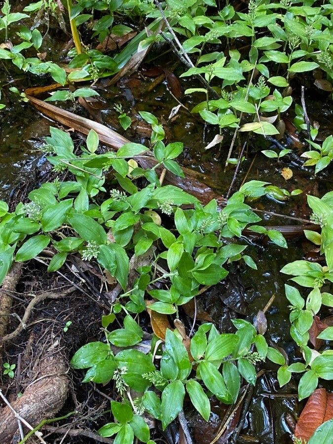 Ichnanthus pallens — houseplant care guide