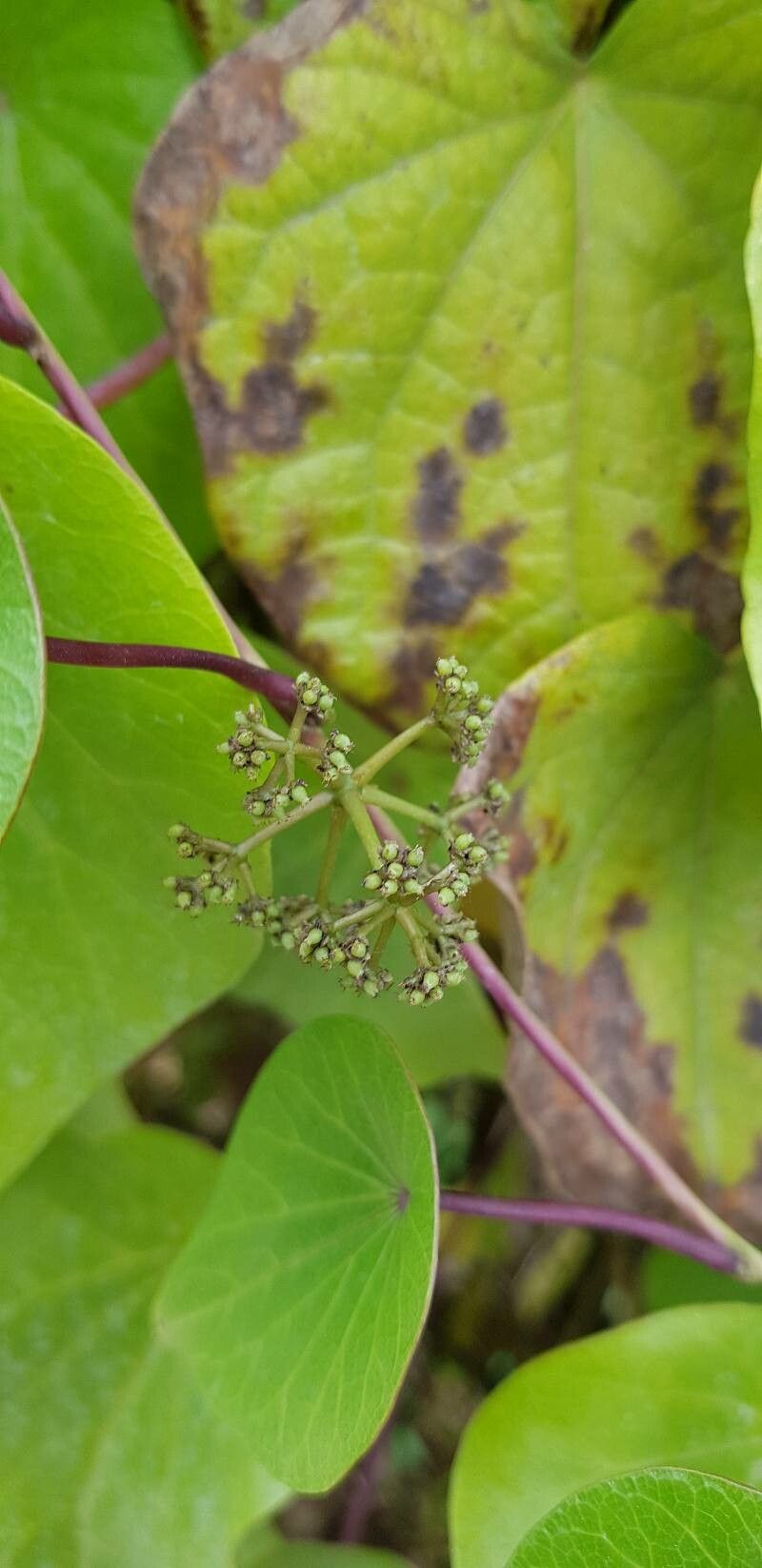 Stephania japonica fruit