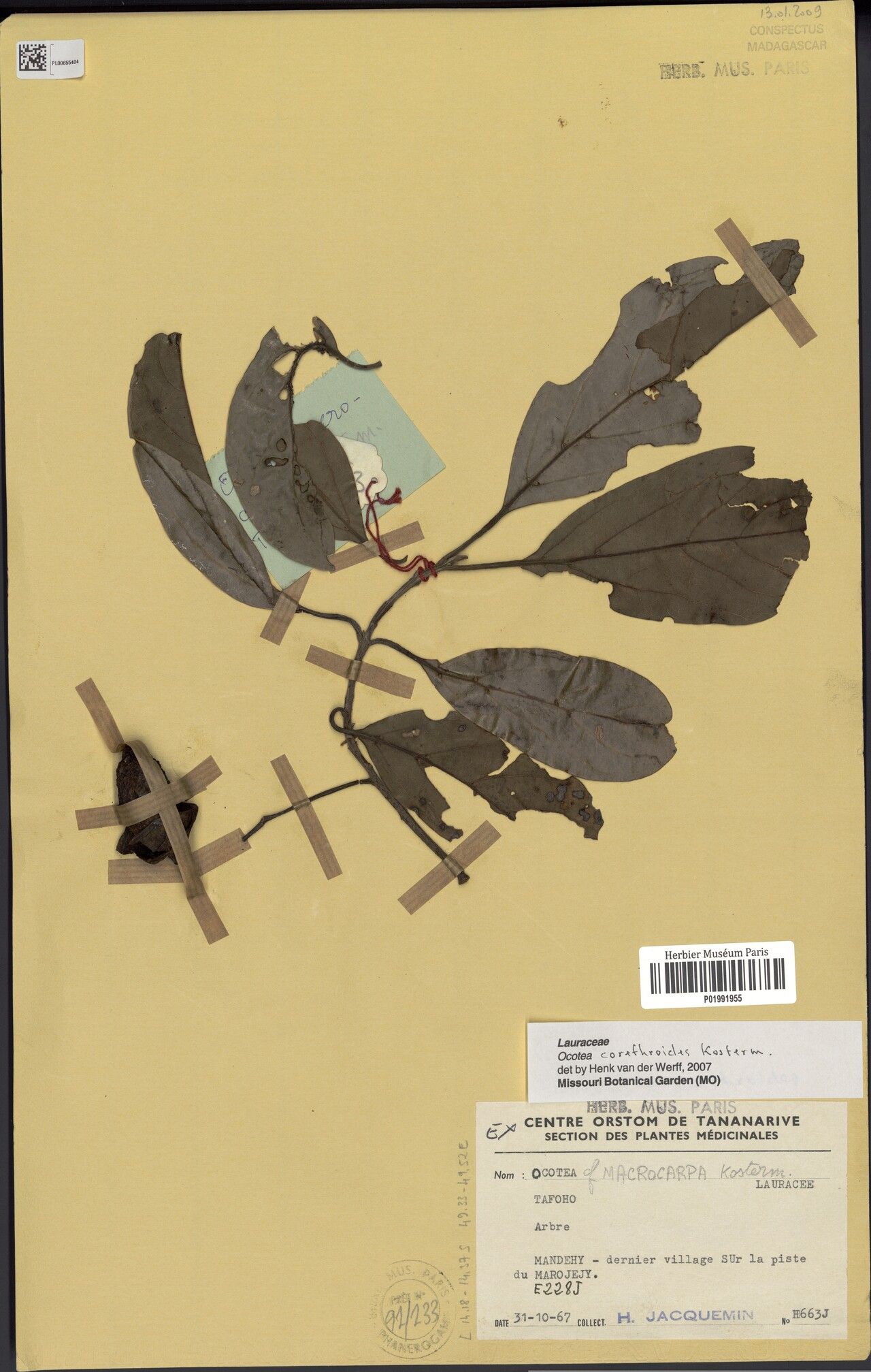 Ocotea corethroides — houseplant care guide