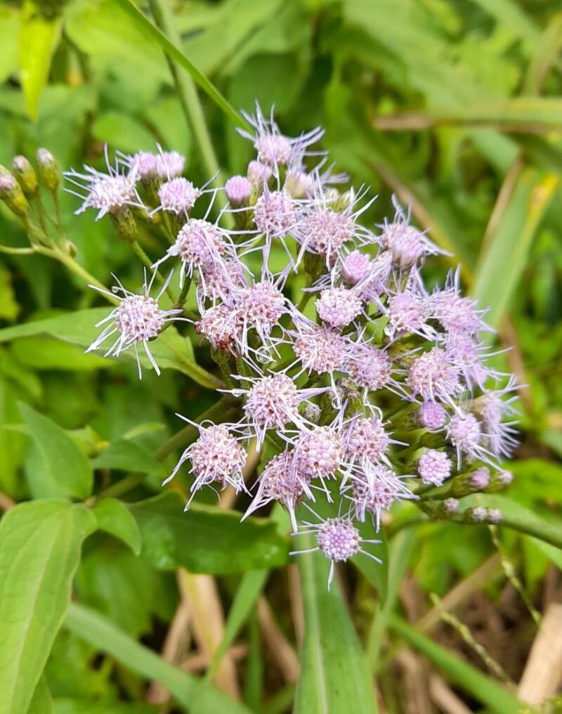 Chromolaena hookeriana flower