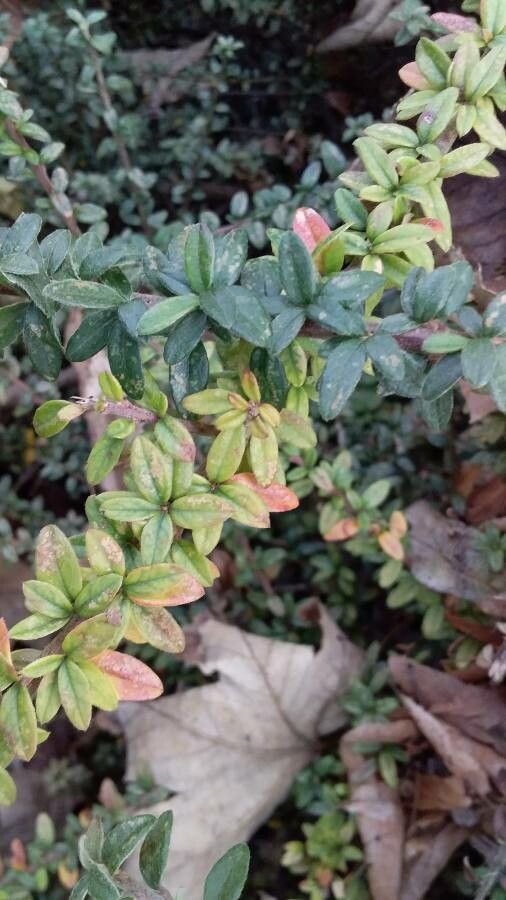 Cotoneaster microphyllus leaf