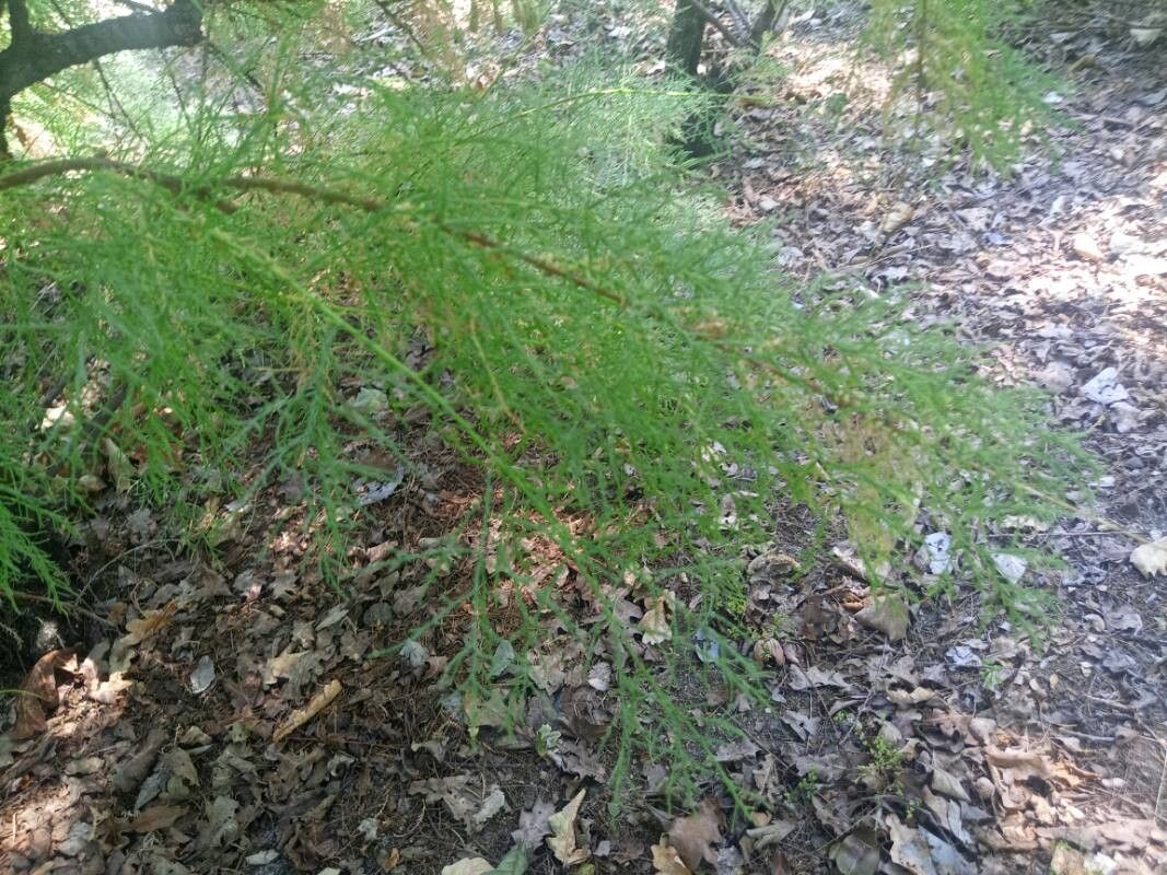 Tamarix boveana — search result for 'Tamarix'