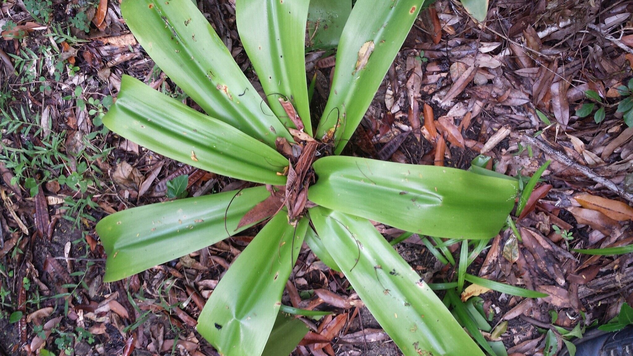 Crinum hanitrae — search result for 'Crinum'