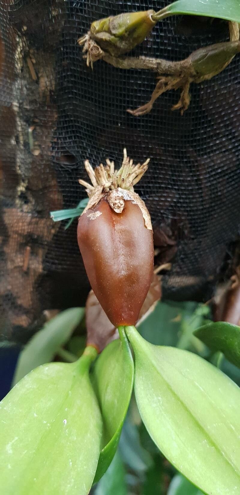 Bulbophyllum blepharistes other