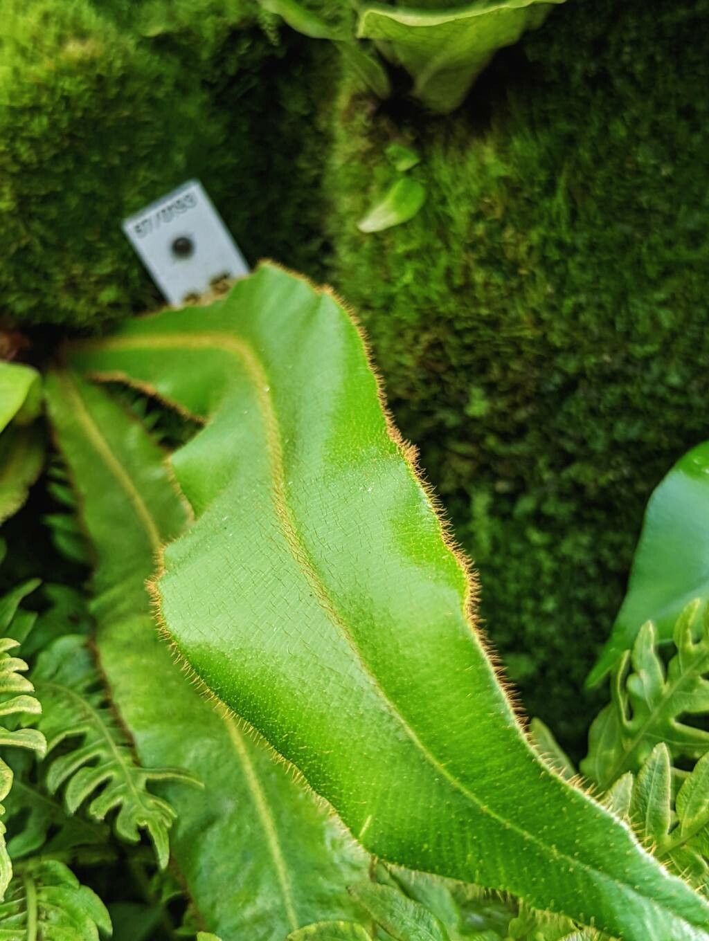 Elaphoglossum apodum leaf