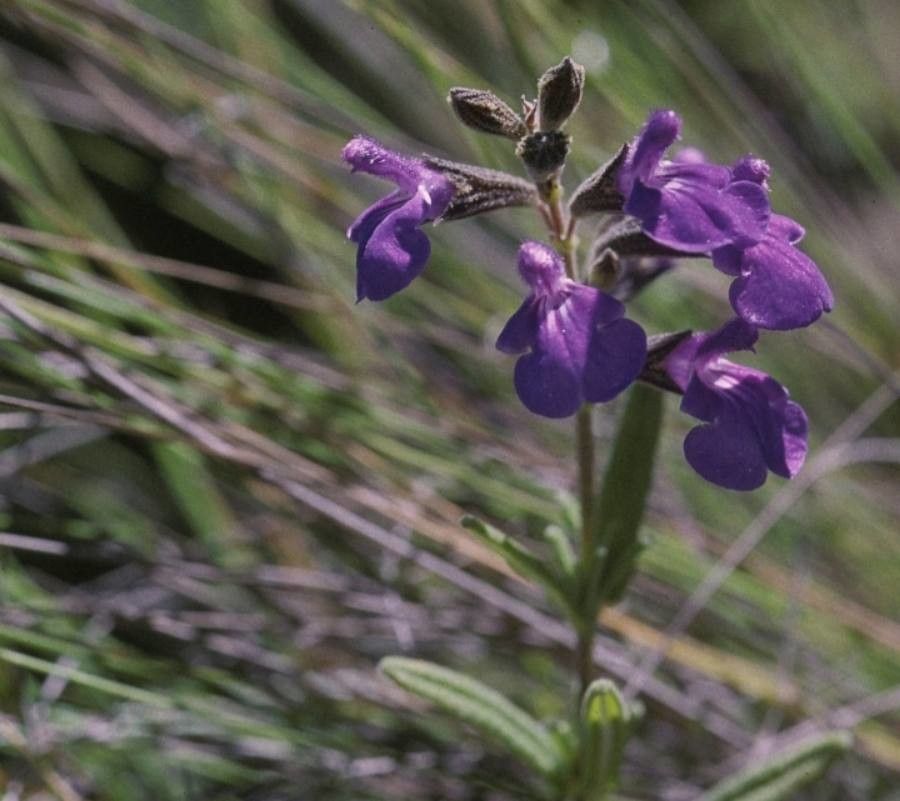Salvia grisea — houseplant care guide