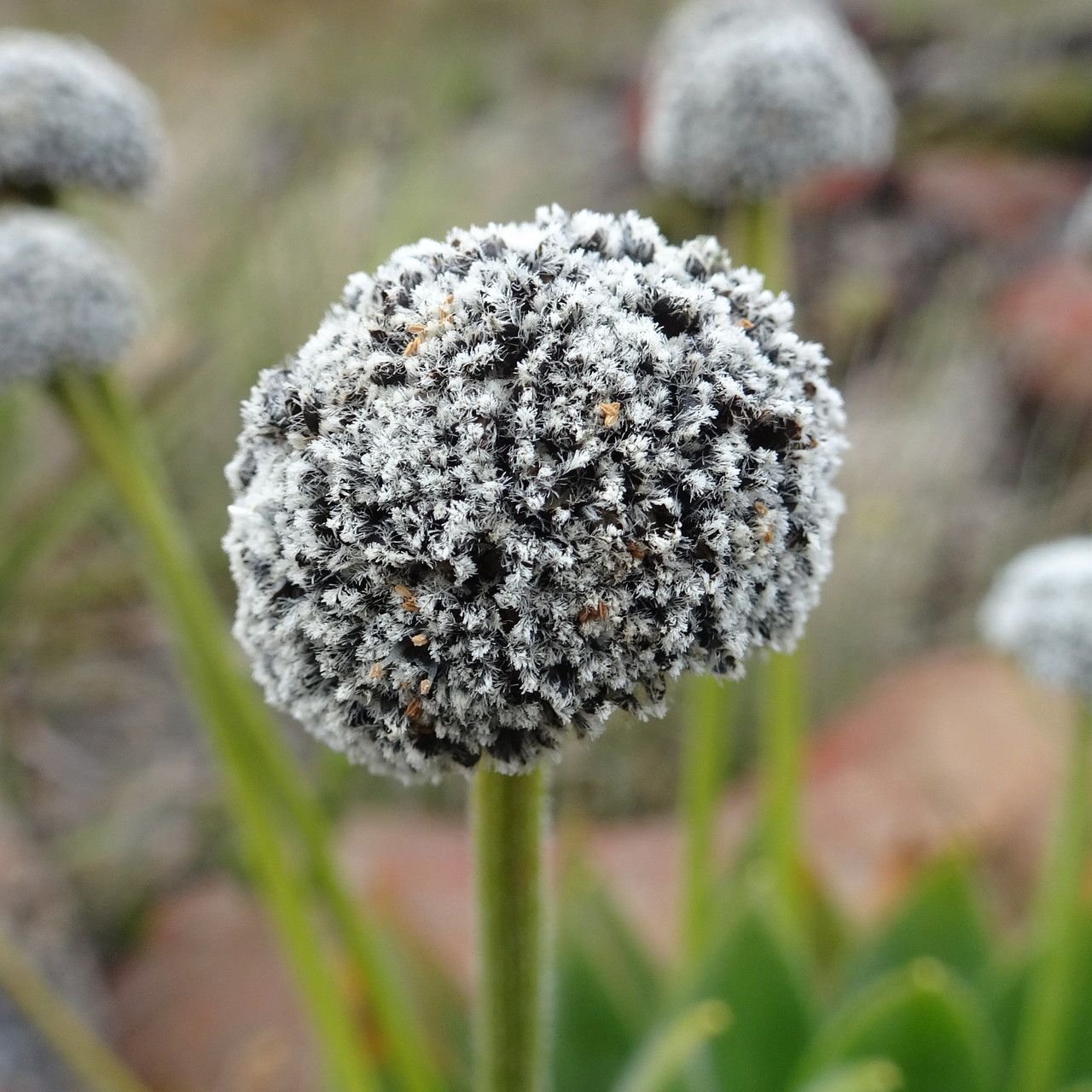 Paepalanthus alpinus flower