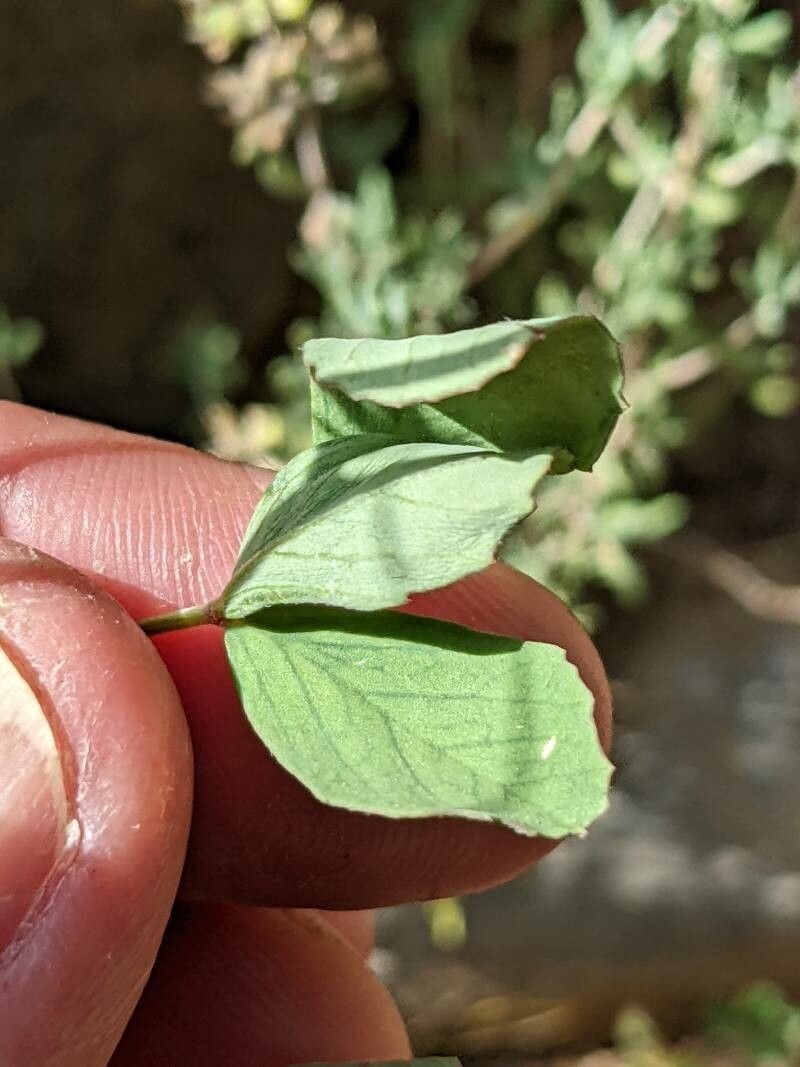 Melilotus spicatus leaf