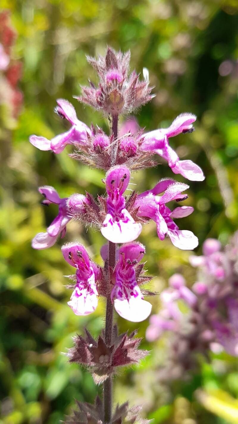 Stachys grandidentata flower