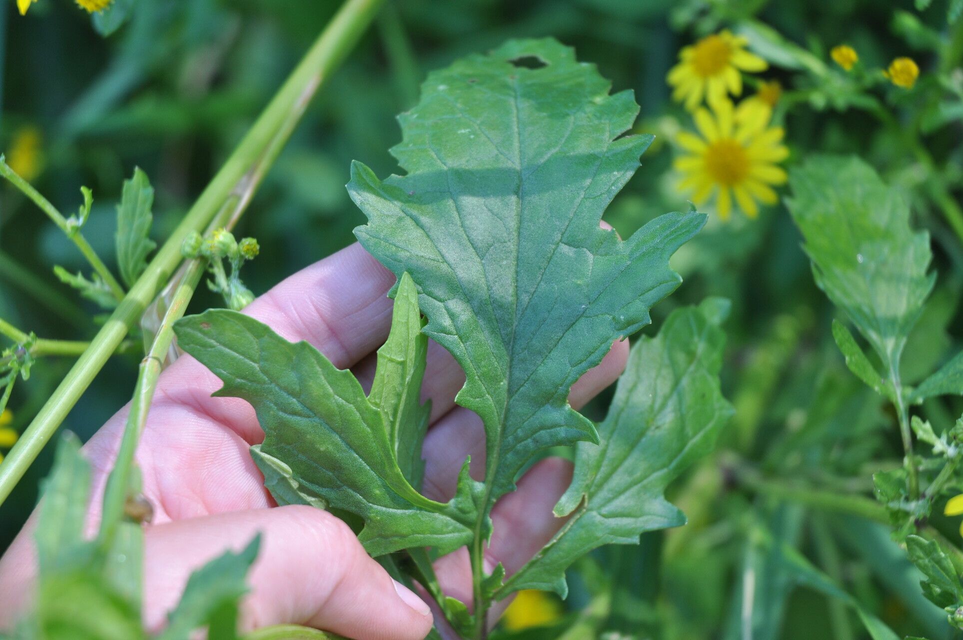 Jacobaea aquatica leaf