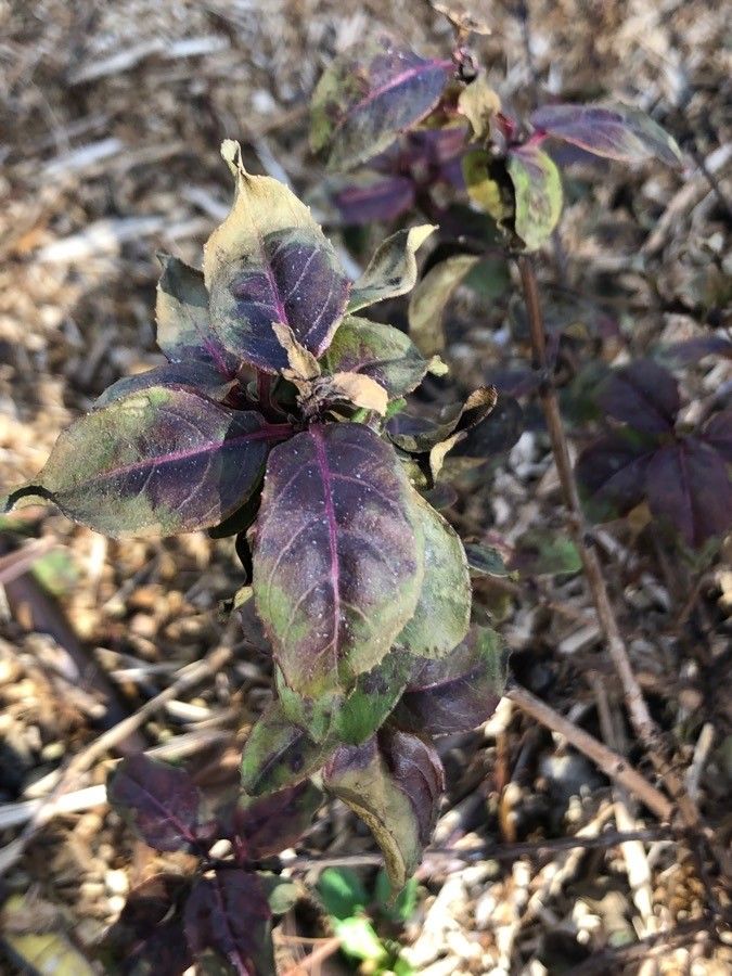Fuchsia hybrida leaf