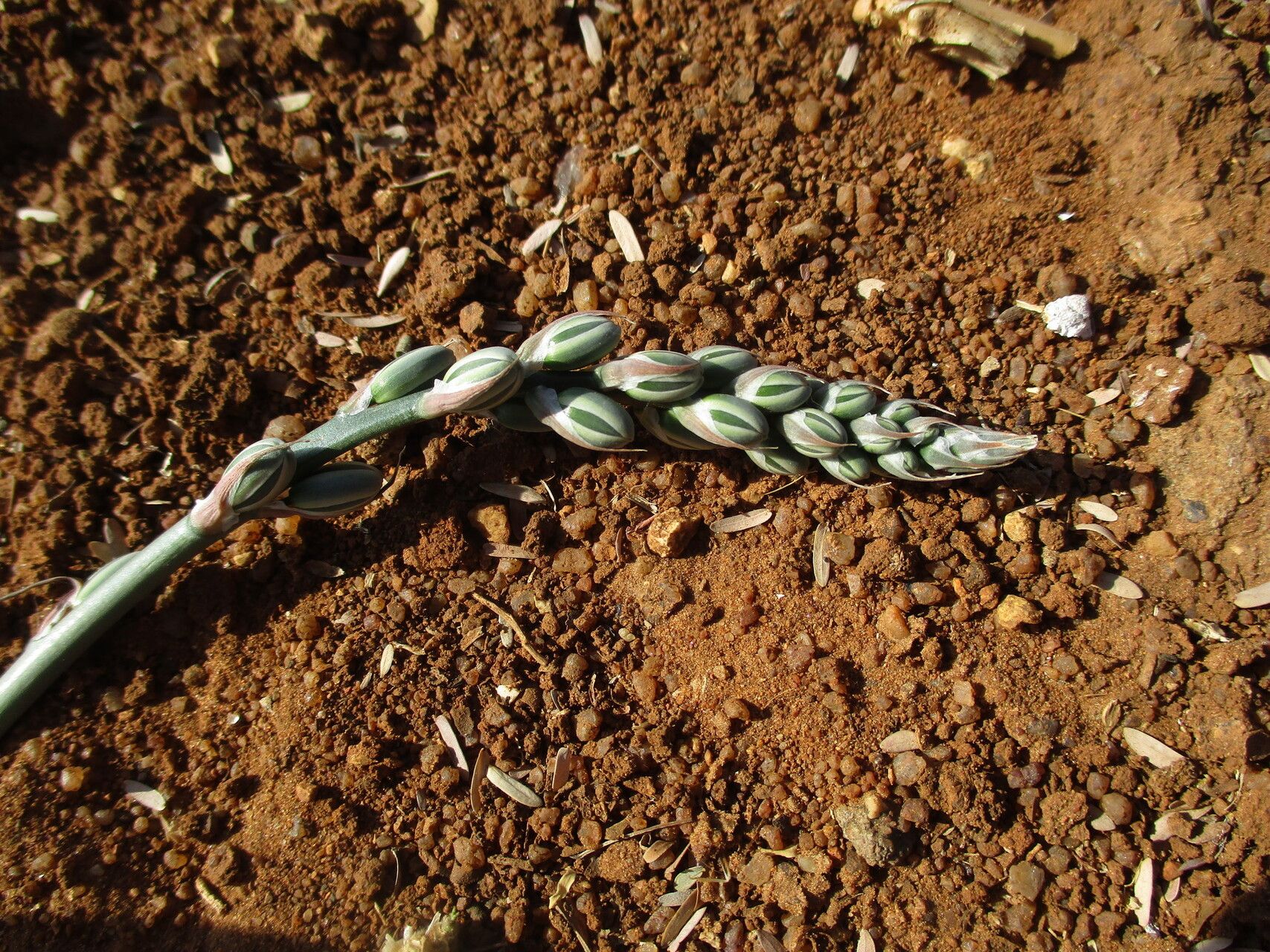 Albuca kirkii habit
