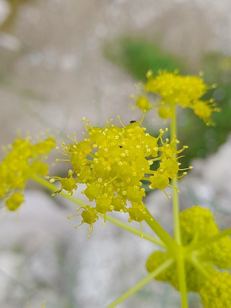 Ferula persica flower