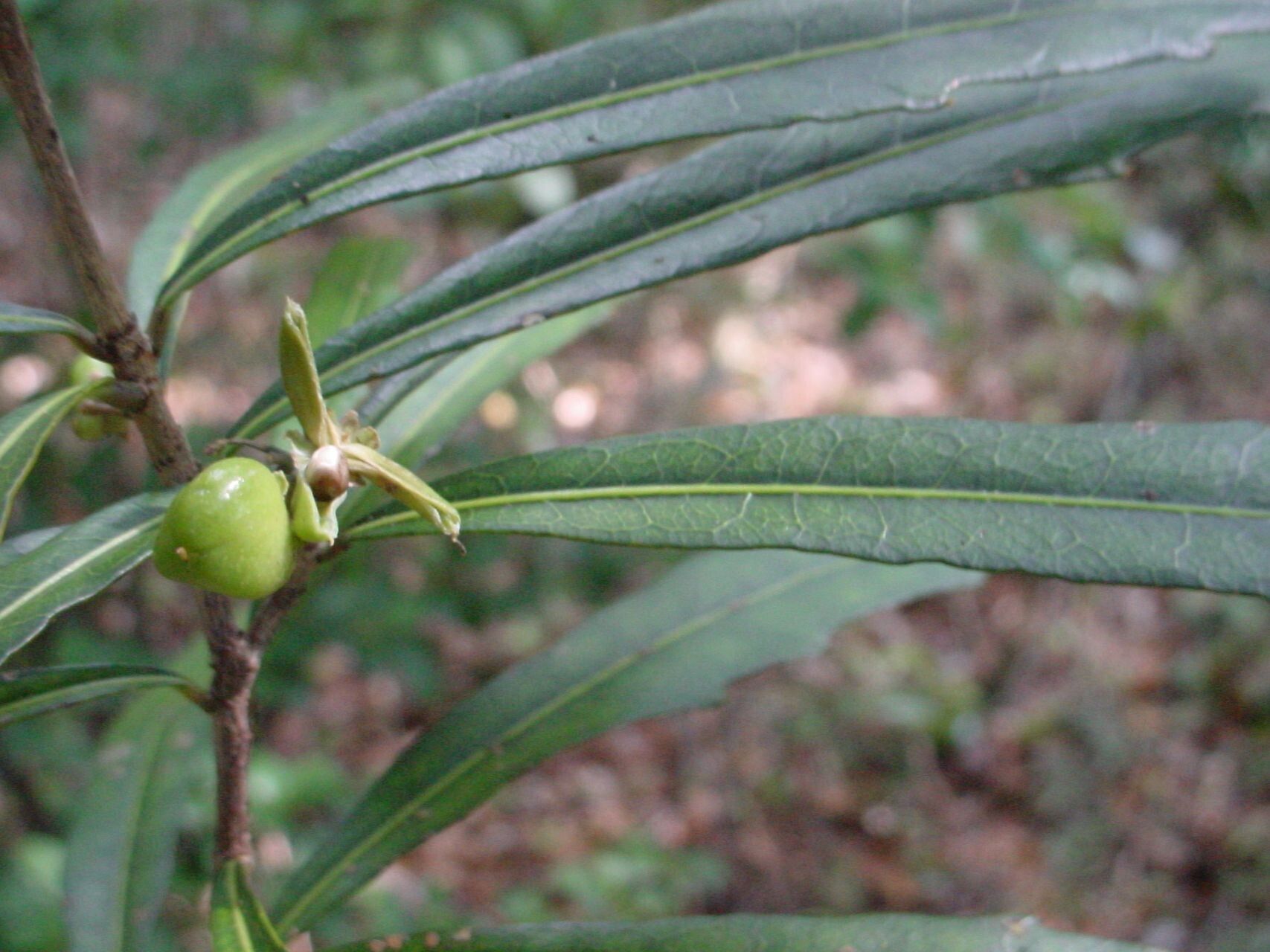 Hybanthus caledonicus fruit