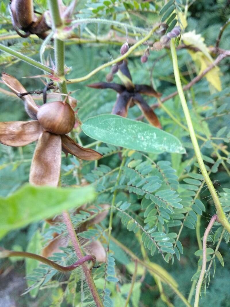 Merremia dissecta fruit
