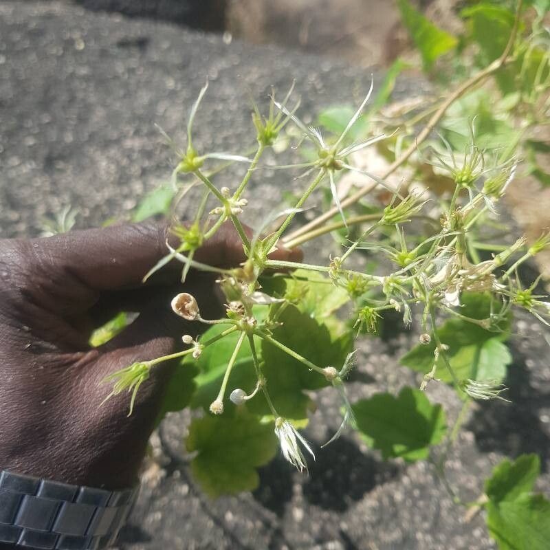 Clematis hirsuta — search result for 'Clematis'