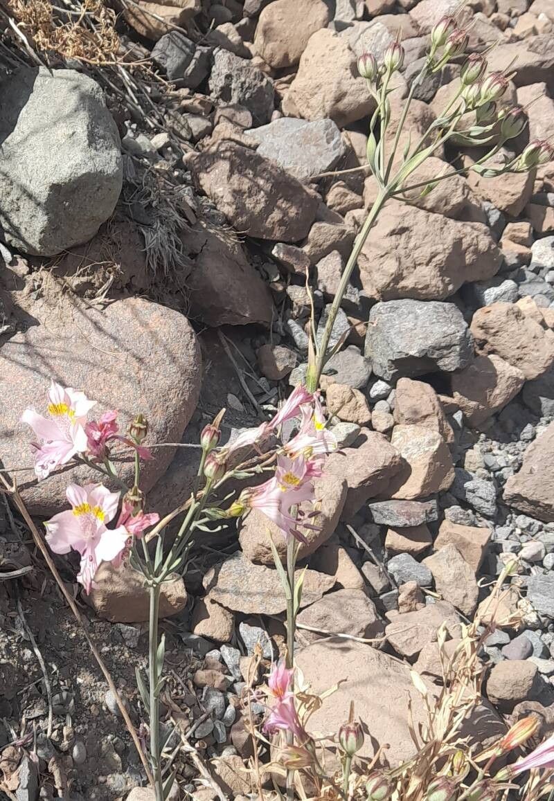 Alstroemeria pallida habit