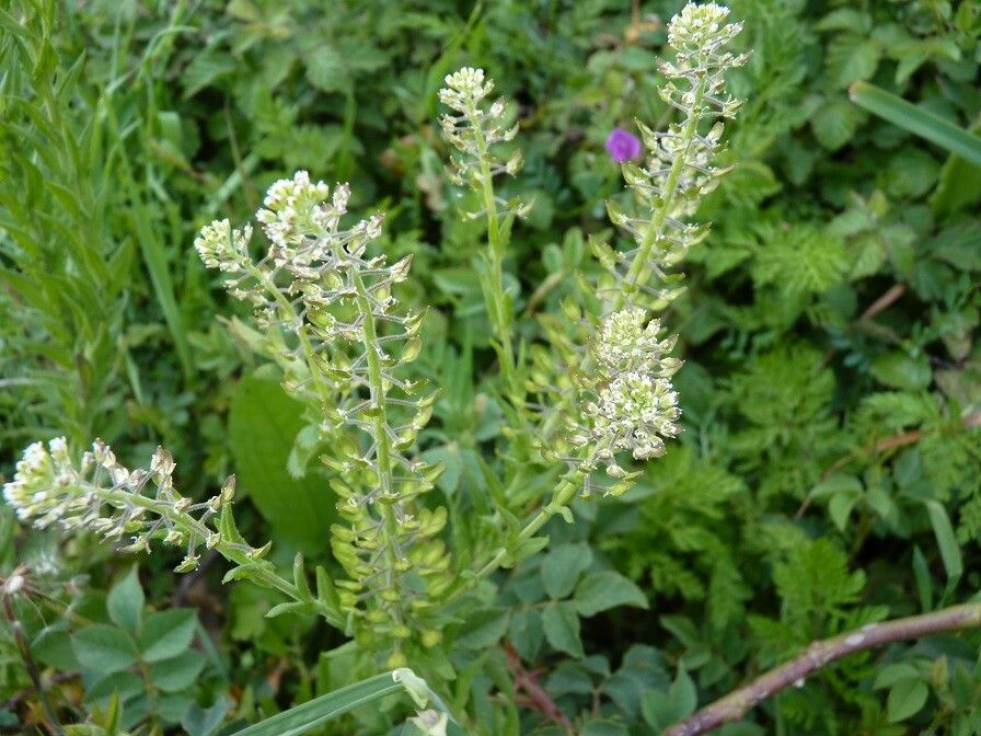 Lepidium campestre flower