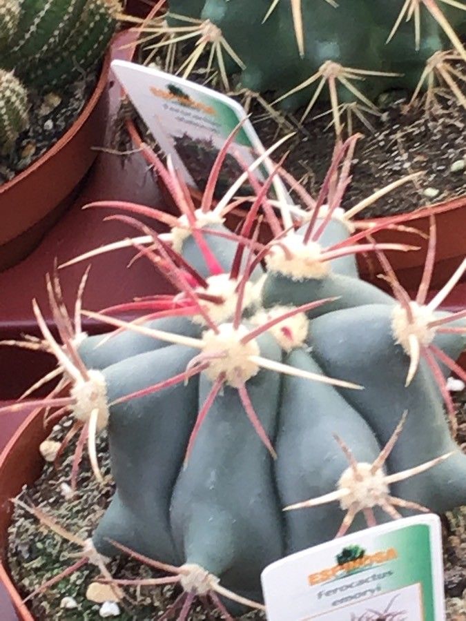 Ferocactus emoryi leaf