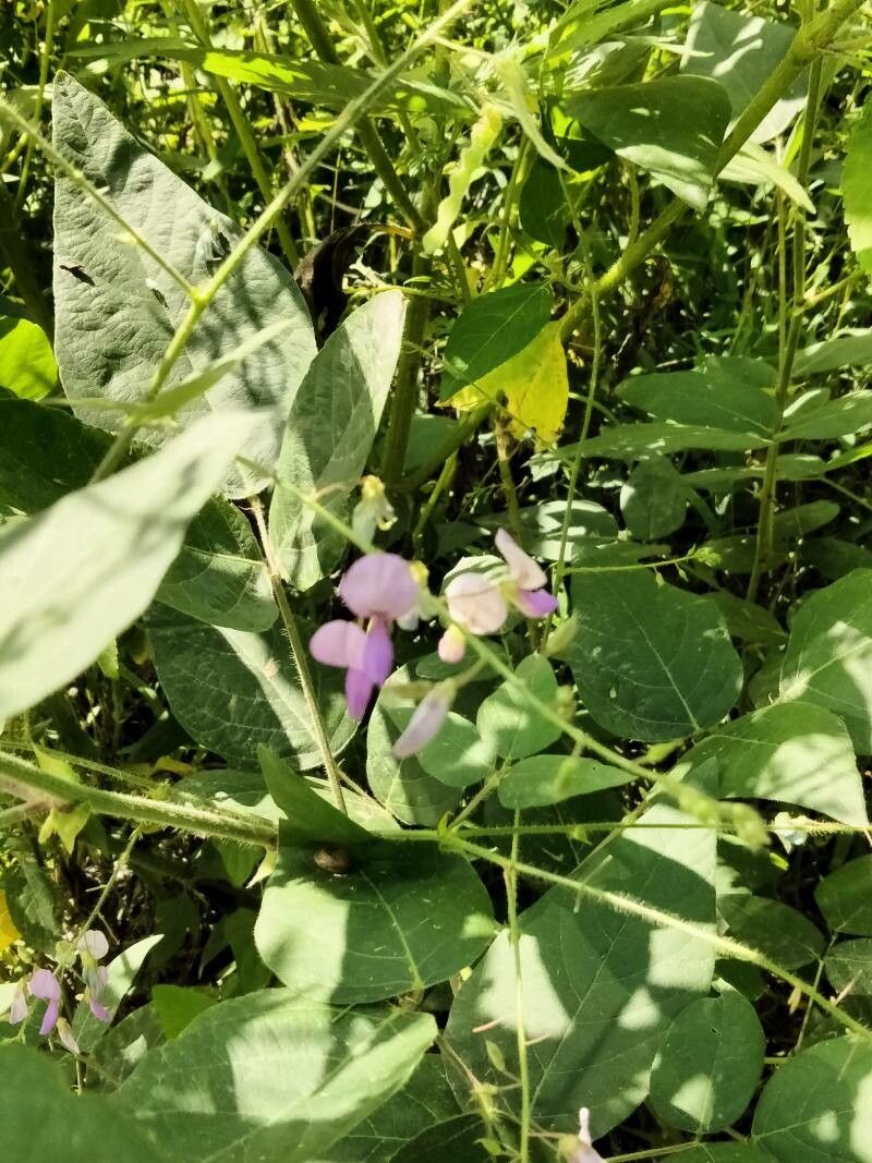 Desmodium canescens flower