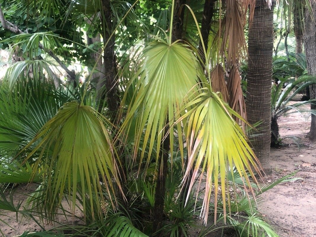Acoelorrhaphe wrightii leaf