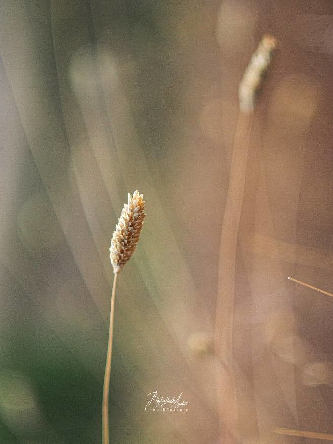Phalaris canariensis fruit
