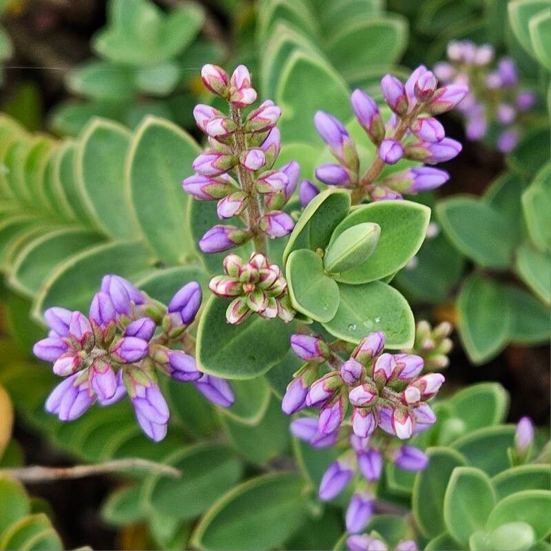 Veronica brachysiphon flower