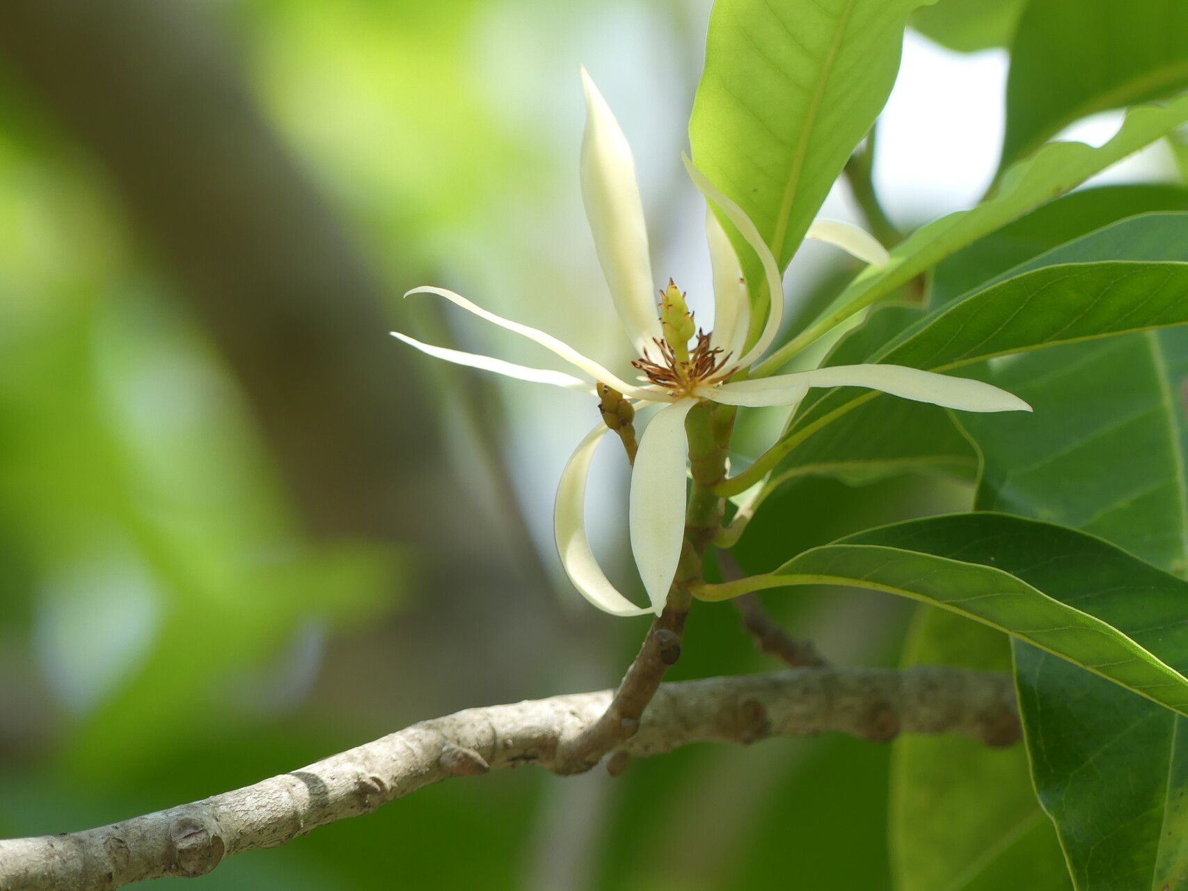 Magnolia × alba flower