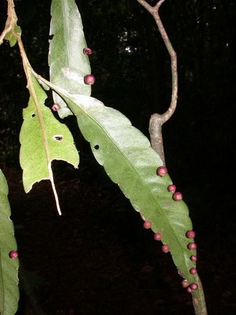 Pseudorhipsalis acuminata leaf