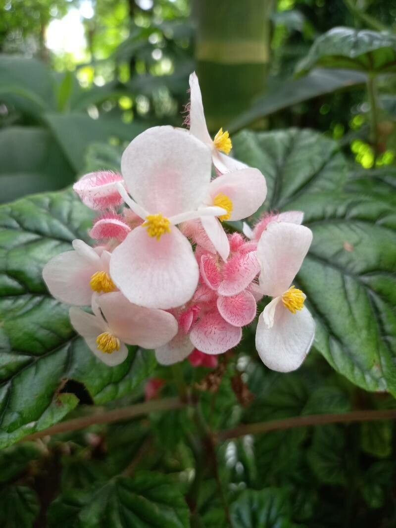 Begonia incarnata flower