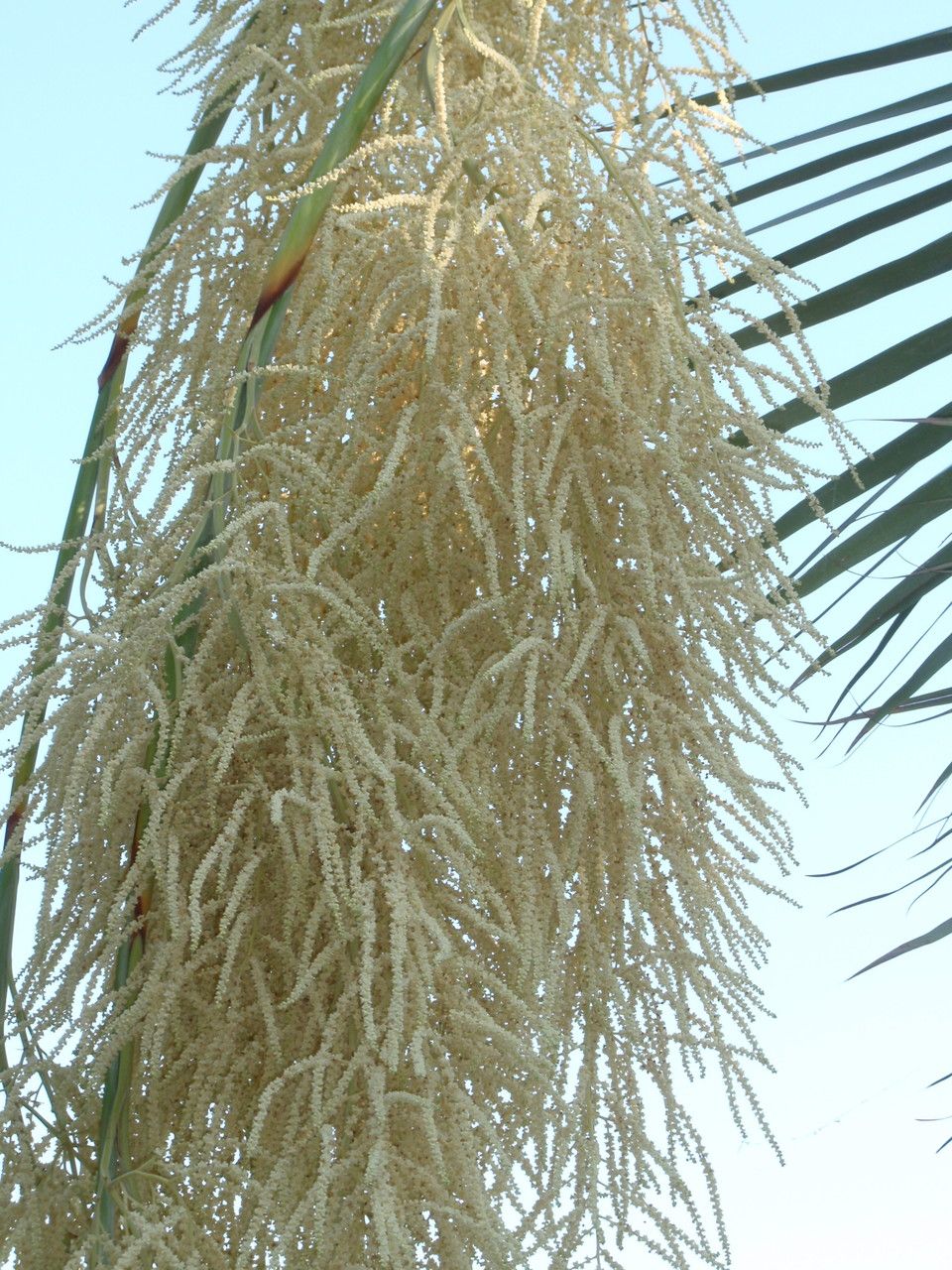 Brahea armata flower